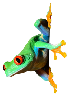 Ein Frosch der sich an einer Wand festhält.